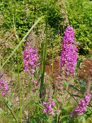 Lythrum salicaria