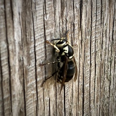 Dolichovespula maculata
