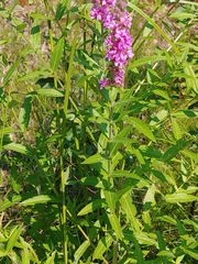 Lythrum salicaria
