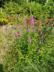 Lythrum salicaria