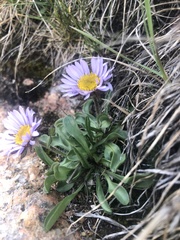 Erigeron grandiflorus