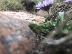 Erigeron grandiflorus