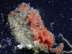 Endectyon hispitumulus