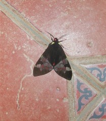Dysschema marginalis
