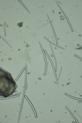 Endectyon hispitumulus