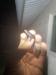 Plestiodon inexpectatus