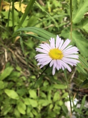 Erigeron eximius