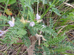 Astragalus distortus