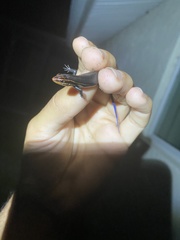 Plestiodon inexpectatus