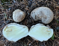 Handkea fumosa