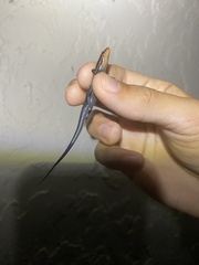 Plestiodon inexpectatus