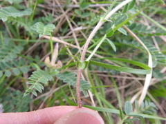 Astragalus distortus