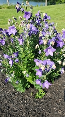 Platycodon