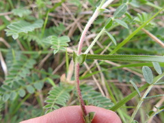 Astragalus distortus