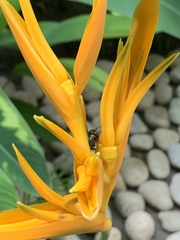 Mischocyttarus mexicanus