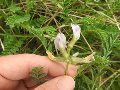 Astragalus distortus