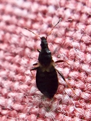 Temnostethus gracilis