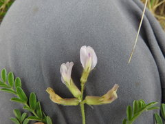 Astragalus distortus
