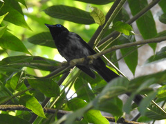 Terpsiphone atrochalybeia