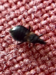 Temnostethus gracilis