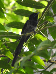 Terpsiphone atrochalybeia