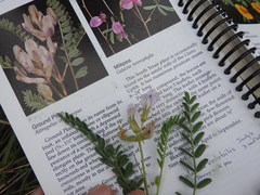 Astragalus distortus