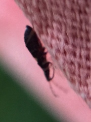 Temnostethus gracilis