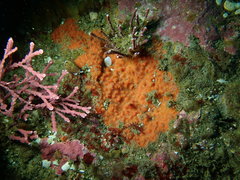 Endectyon hispitumulus