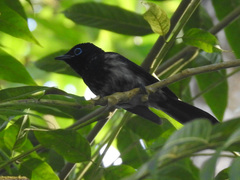 Terpsiphone atrochalybeia