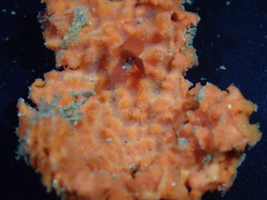Endectyon hispitumulus