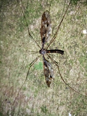 Leptotarsus binotatus
