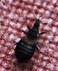 Temnostethus gracilis