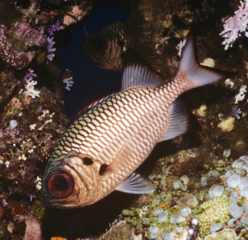 Myripristis adusta