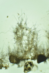 Endectyon hispitumulus