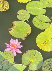 Nymphaea pubescens