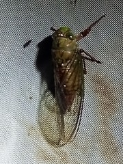 Chrysolasia guatemalena