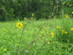 Silphium asteriscus trifoliatum