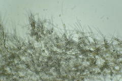 Endectyon hispitumulus