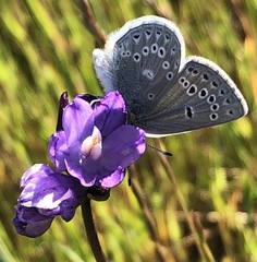 Icaricia icarioides missionensis