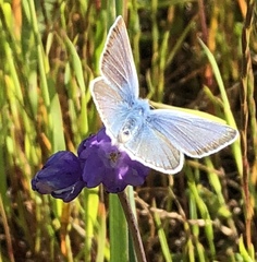 Icaricia icarioides missionensis