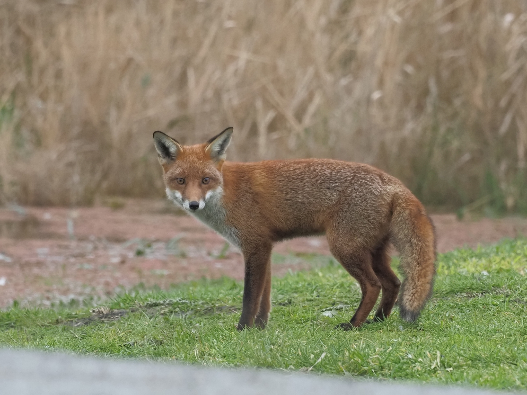 Vulpes Vulpes