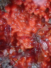 Endectyon hispitumulus