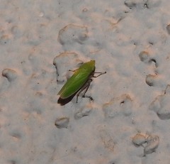 Draeculacephala minerva