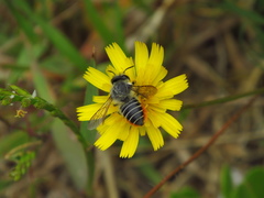 Megachile pollinosa