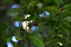 Rhamnus diffusa
