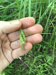 Carex davisii