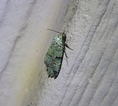 Maliattha concinnimacula