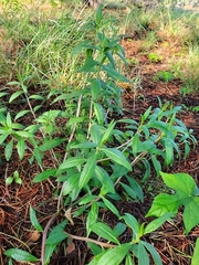 Talinum aurantiacum