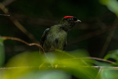 Chiroxiphia pareola