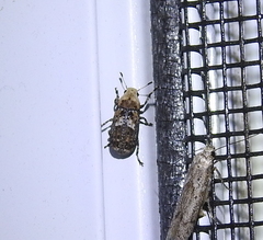Euparius